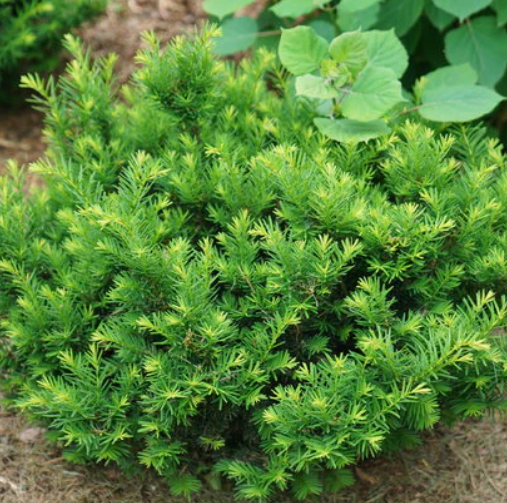 6G Taxus Stonehendge (Dark Driud Yew) 88017-0800