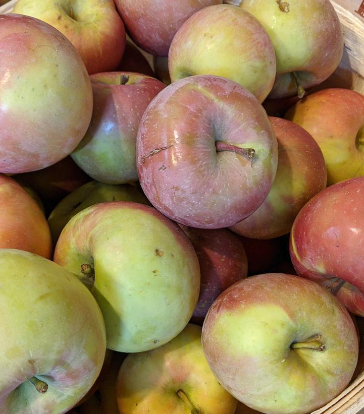 7G Malus 'Fuji' - Apple Tree - 1001634
