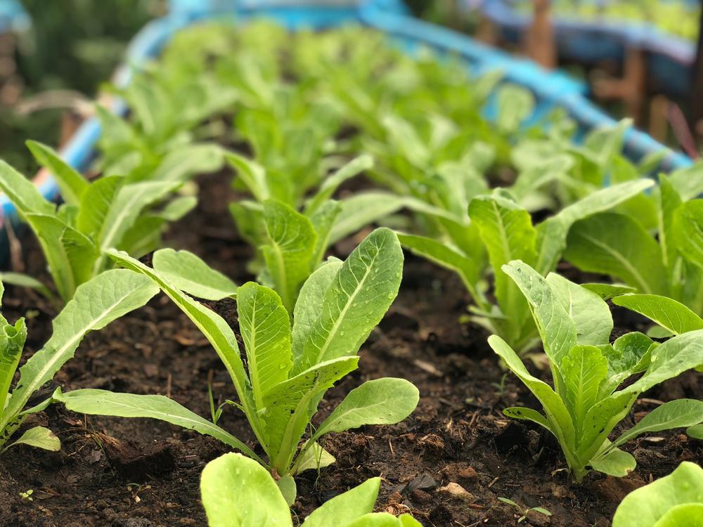 806 6 Pack Lettuce - Romaine