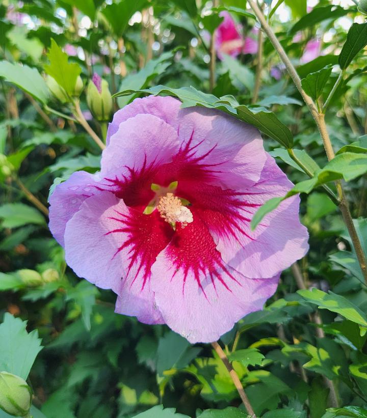 3G Hibiscus Syriacus 'Purple Pillar' - Rose of Sharon - 1008262