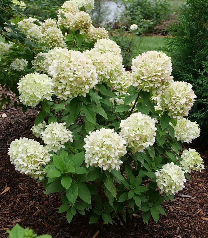 3G Hydrangea Paniculata 'Powerball' - Panicle Hydrangea - 1022308