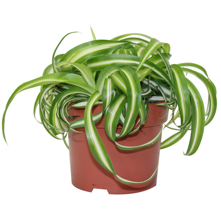 5" Spider Plant Variegated Bonnie G5443