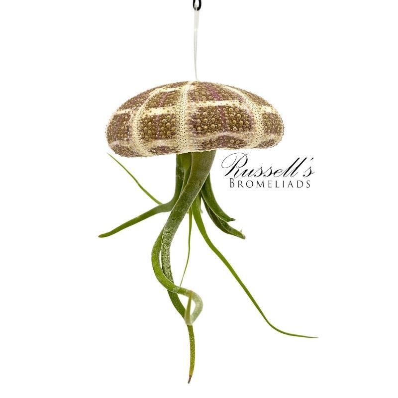 Sea Urchin (Hanging) w/ Air Plant FP0016