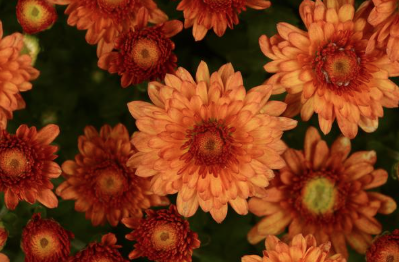 6" Mum - Beverly Orange