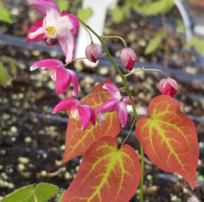 1G - Epimedium x Rubrum- (Red Barrenwort) - 'Galadriel' - 1014222