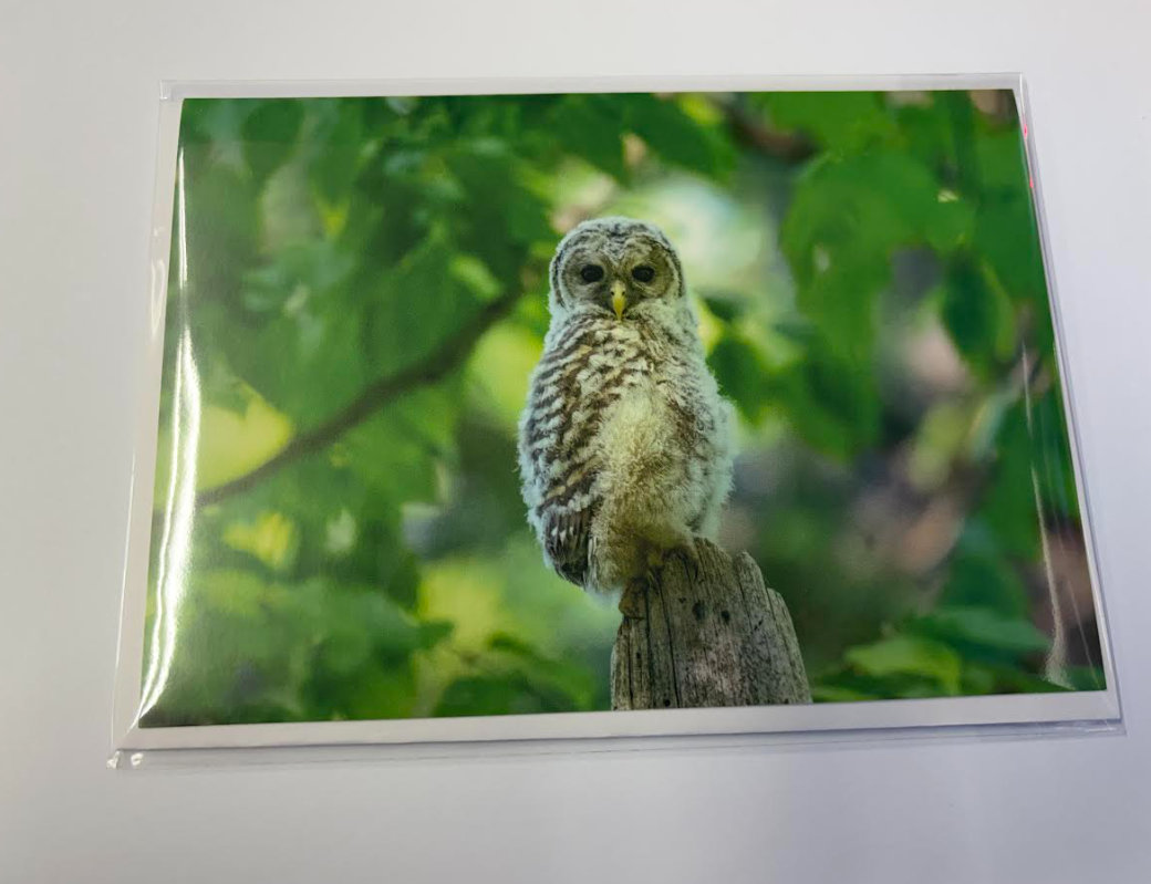 Barred Owlet - Greeting Card w/ Envelope