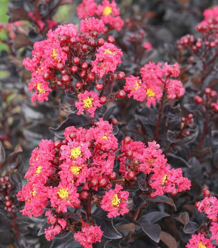 3G PW Lagerstroemia Indica Center Stage 'Pink' - Crapemyrtle - 1021677 DISSVF