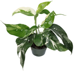 3.5" Pothos Albo Variegated - T2787