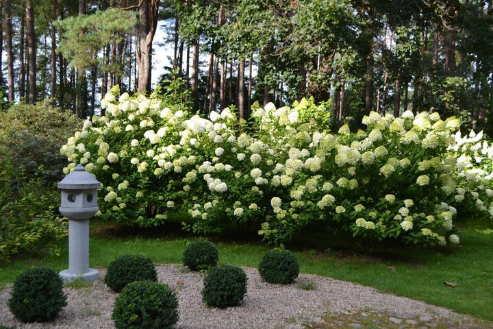 10G HYDRANGEA PAN. 'LIMELIGHT' Limelight Hydrangea 1003708