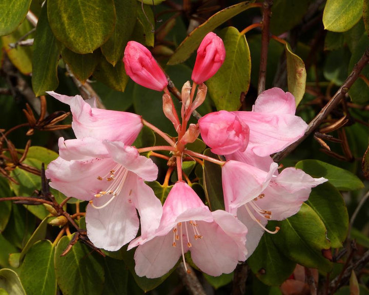 3G Rhododendron x 'Dandy Man Color Wheel 1011023