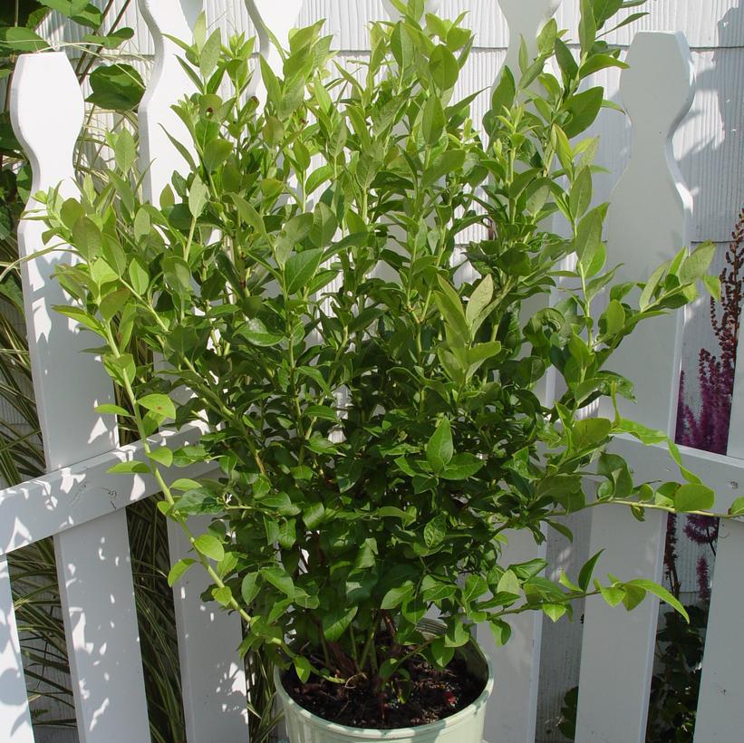 3G Vaccinium Corymbosum 'Blue Jay' - Blueberry Bush - 1003313