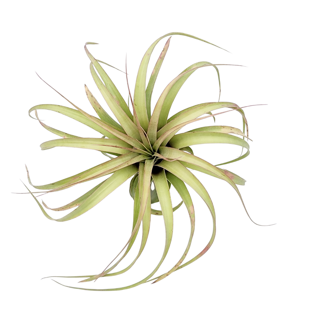 Capitata Xero 12-14" - PL0146