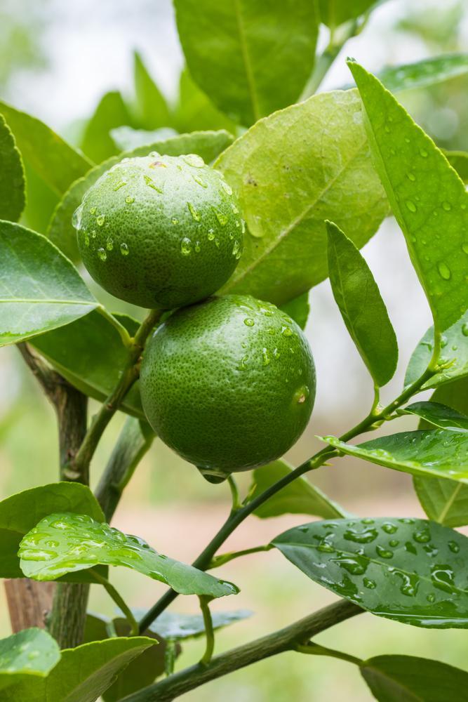 1G (6") Citrus Tree - Persian Lime