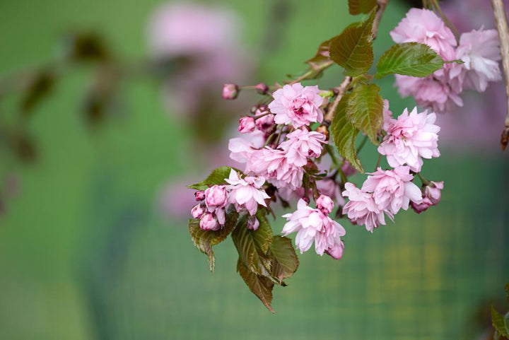 7G Prunus X 'Weeping Extraordinaire' - Weeping Cherry Tree - 1012591