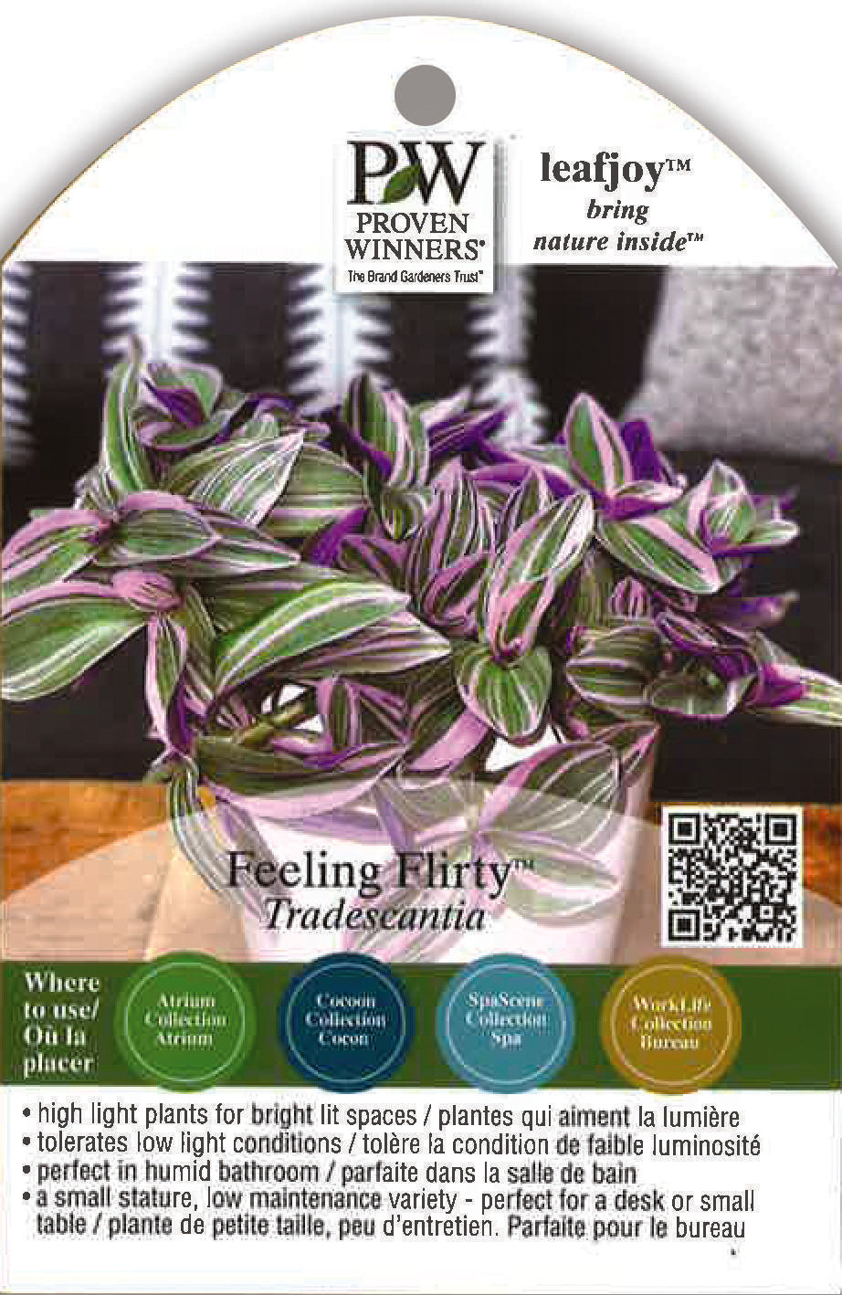 5" PW Tradescantia - Feeling Flirty - G0643