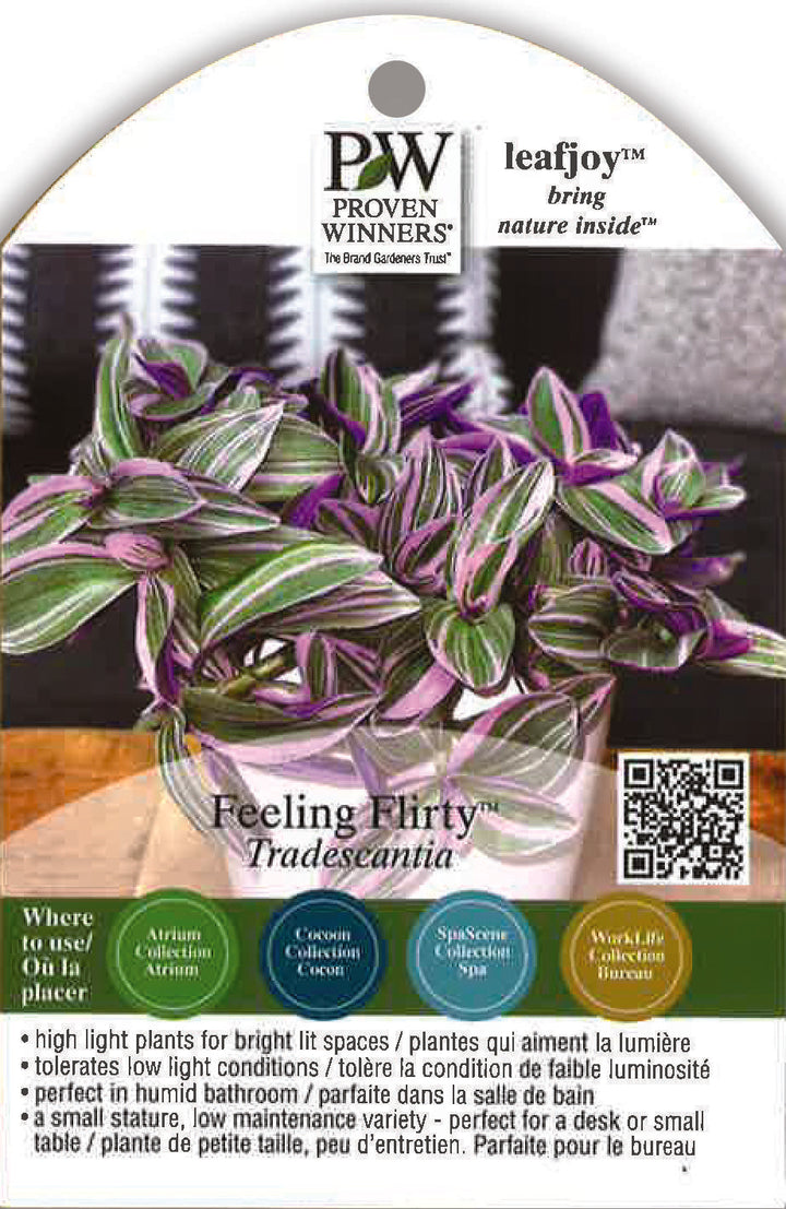 5" PW Tradescantia - Feeling Flirty - G0643