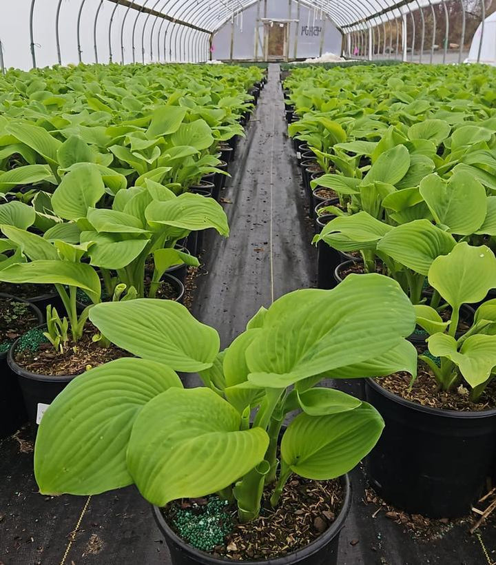 2G Hosta `Guacamole` - 1001959