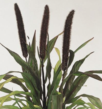 9" Ornamental Millet - Purple Baron