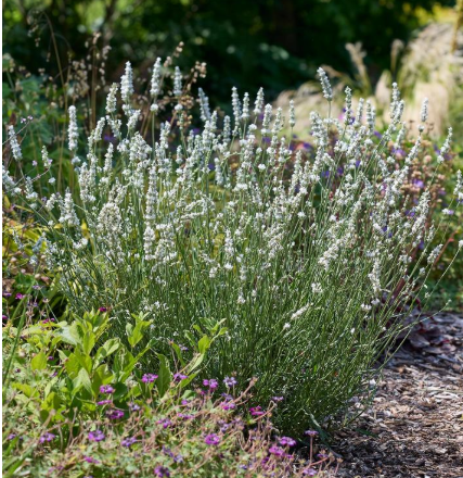 1G - Lavandula x intermedia - 'Exceptional White' - 1026761
