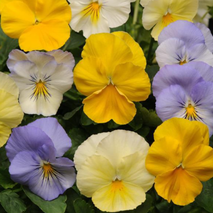 10" HB Pansy Hanging Basket - Cool Wave Pastel Mix