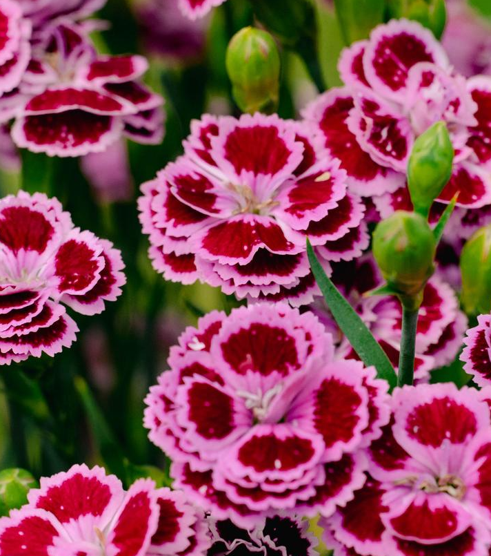 1G Dianthus Plumarius Delilah 'Bicolor Purple' - 1026906