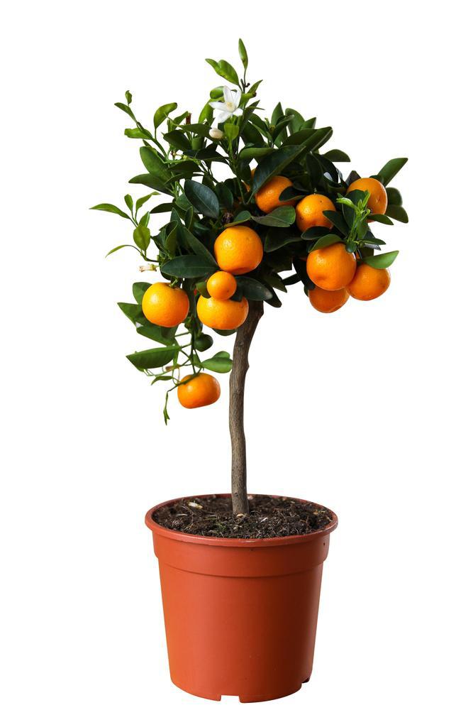 10" Citrus - Navel Orange