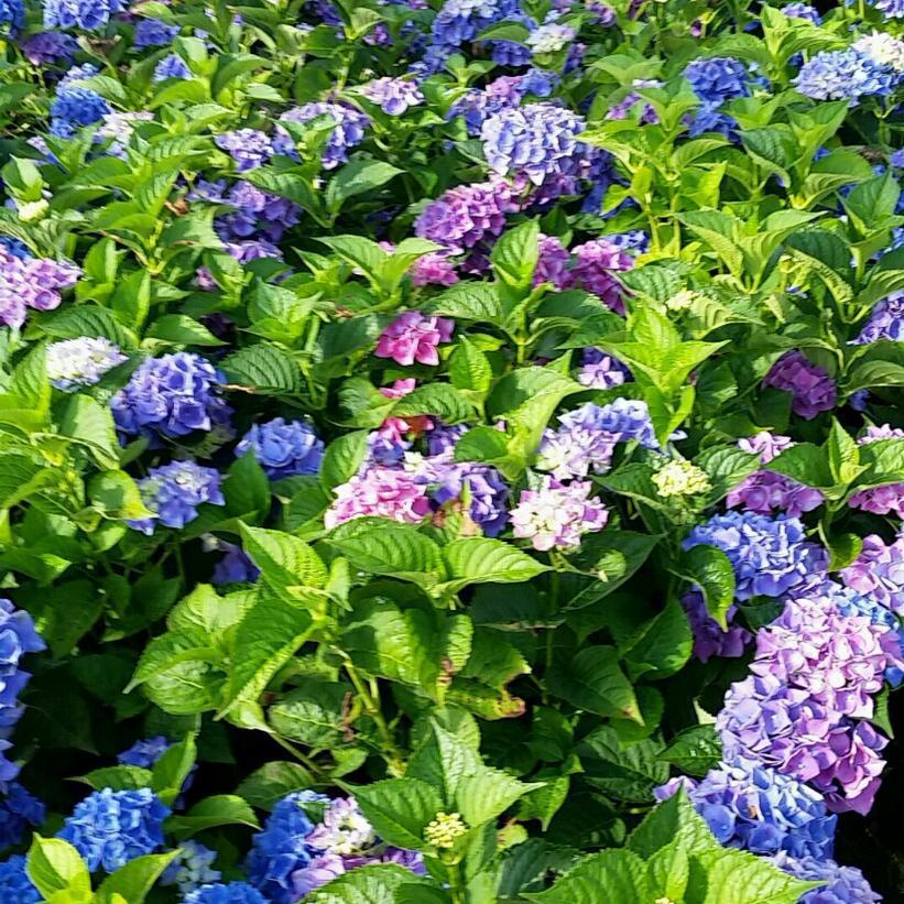 3G Hydrangea mac. 'Blue Sunset' Blue Sunset Mophead Hydrangea 1008922SVF
