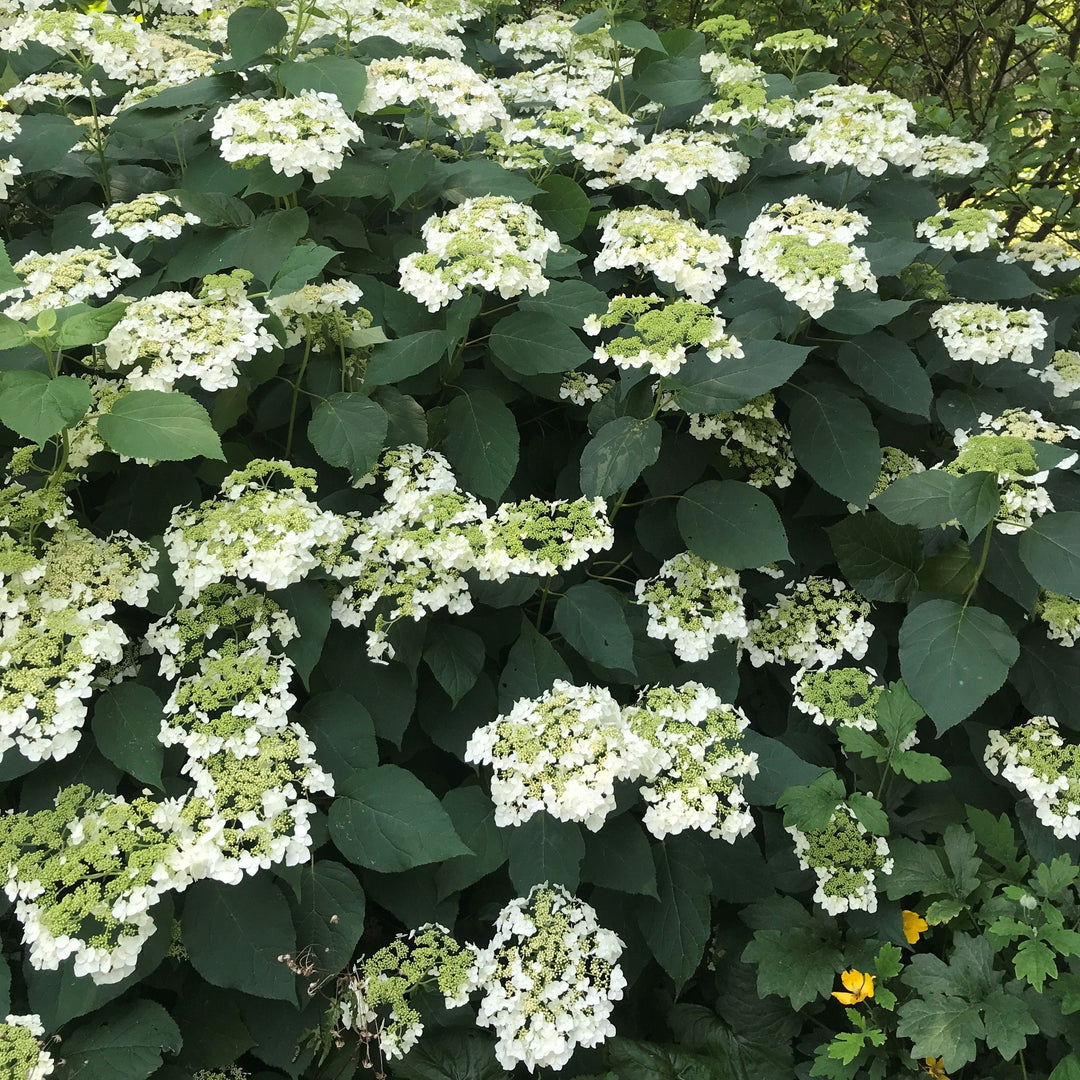Haas' Halo Hydrangea
