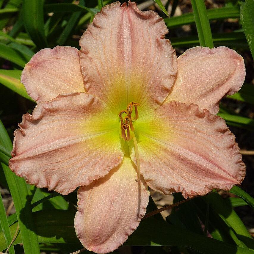 Jolyene Nichole Daylily