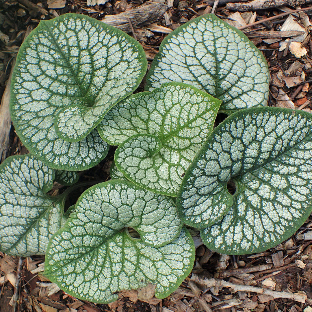 Sea Heart Siberian Bugloss