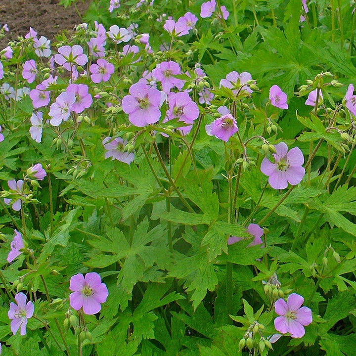 Wild Cranesbill