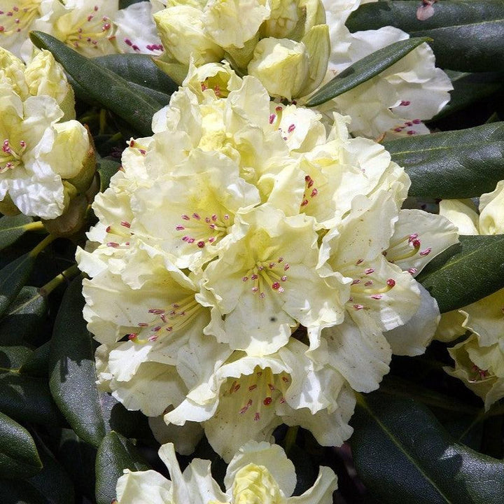 Capristano Rhododendron Capistrano Rhododendron – Sunny Valley Farms