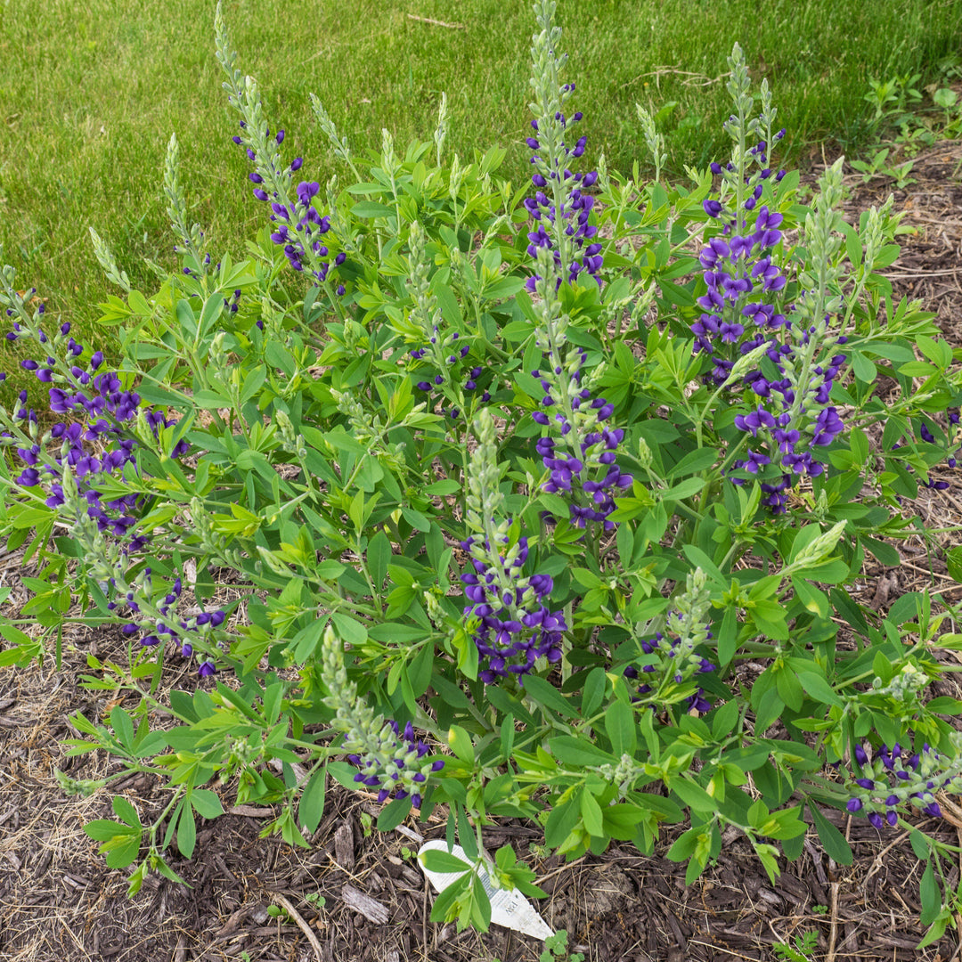 Decadence® Blueberry Sundae False Indigo