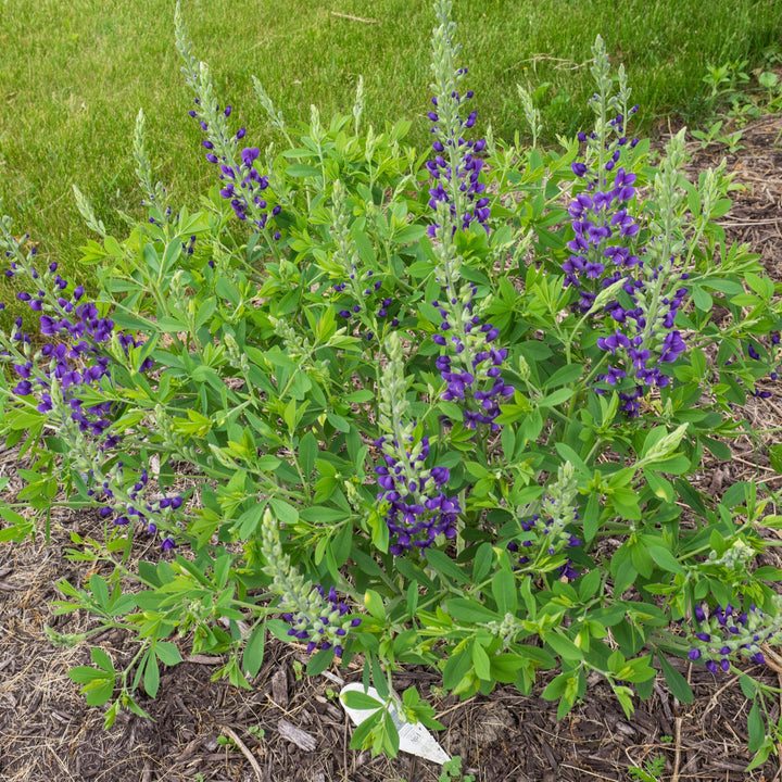 Decadence® Blueberry Sundae False Indigo