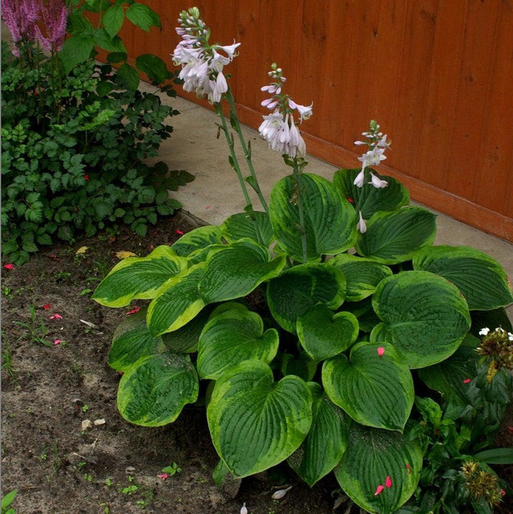 Frances Williams Hosta