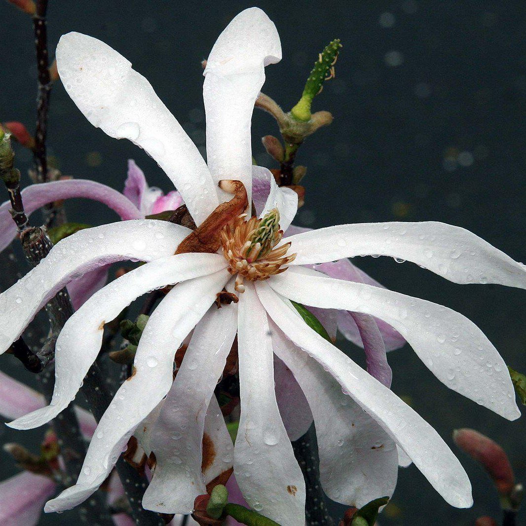 Leonard Messel Magnolia