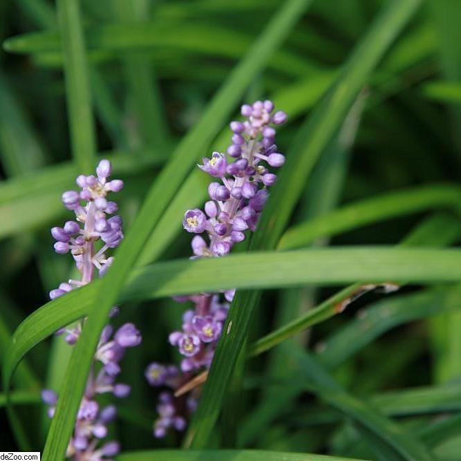 Big Blue Lily Turf