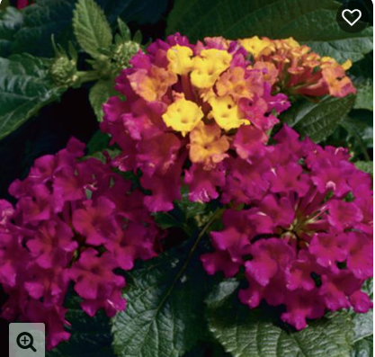 8" TP Lantana