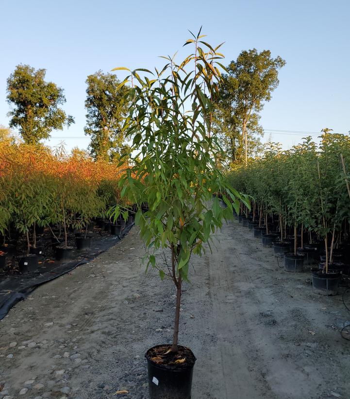 7G Prunus X 'Reliance' - Peach Tree - 1000615