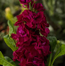 4.5" Stock Mime - Rose