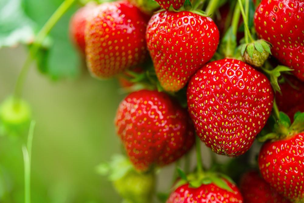 Strawberry Jar Hanging Basket