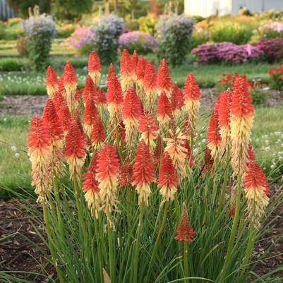1G Kniphofia Pyromania 'Rockets Red Glare' - Red Hot Poker / Torch Lilly - 1011653