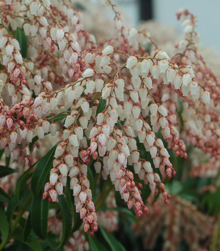 3G Pieris Japonica 'Dorothy Wycoff' - Andromeda - 1001163