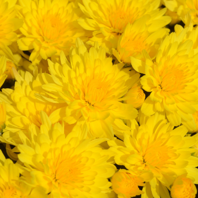 6" Mum - Honeyblush Yellow