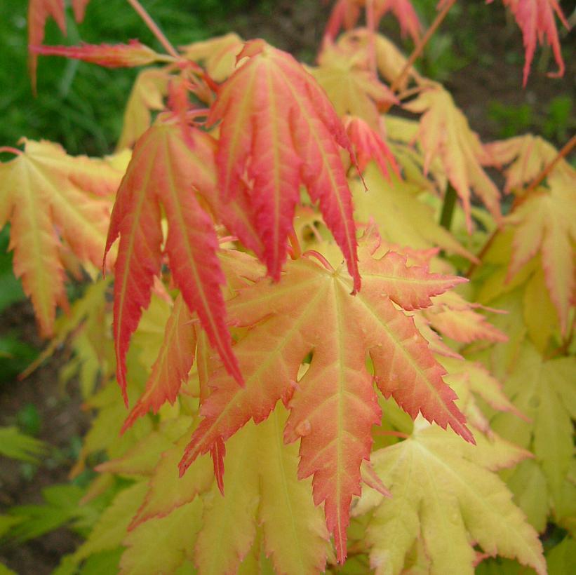 Sunny Valley Farms Japanese Maple