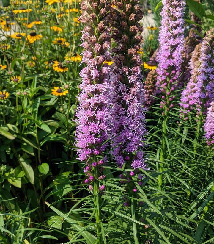 1G Liatris Spicata 'Kobold Original' - Gayfeather - 1022278