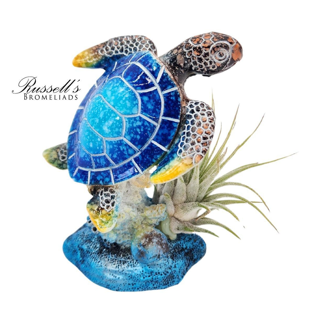 Turtle on Base w/ Air Plant - FP0071