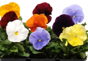 5.5" Pansy - Spring Matrix Clear Mix
