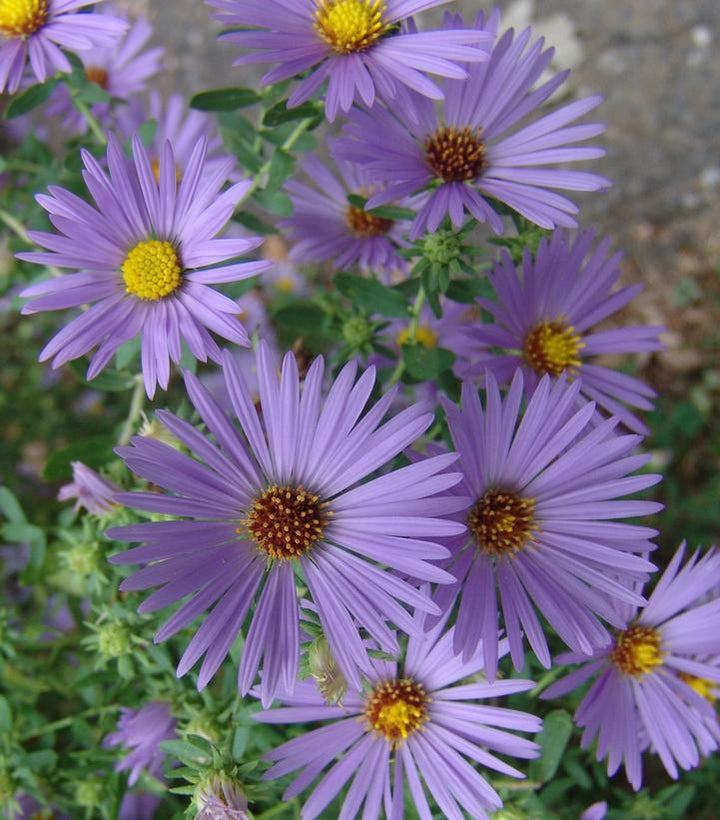 1G Aster Oblongifolius 'October Skies' - Aromatic Aster - 1014947