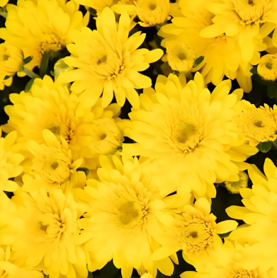 9" Mum - Beverly Gold